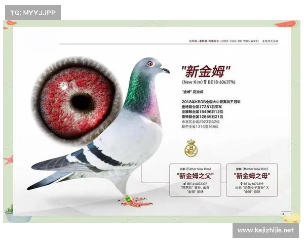 全面解析如何正确理解澳洲杯整体竞技水平与赛事含金量评估方法探讨 全面解析如何正确理解澳洲杯整体竞技水平与赛事含金量评估方法探讨